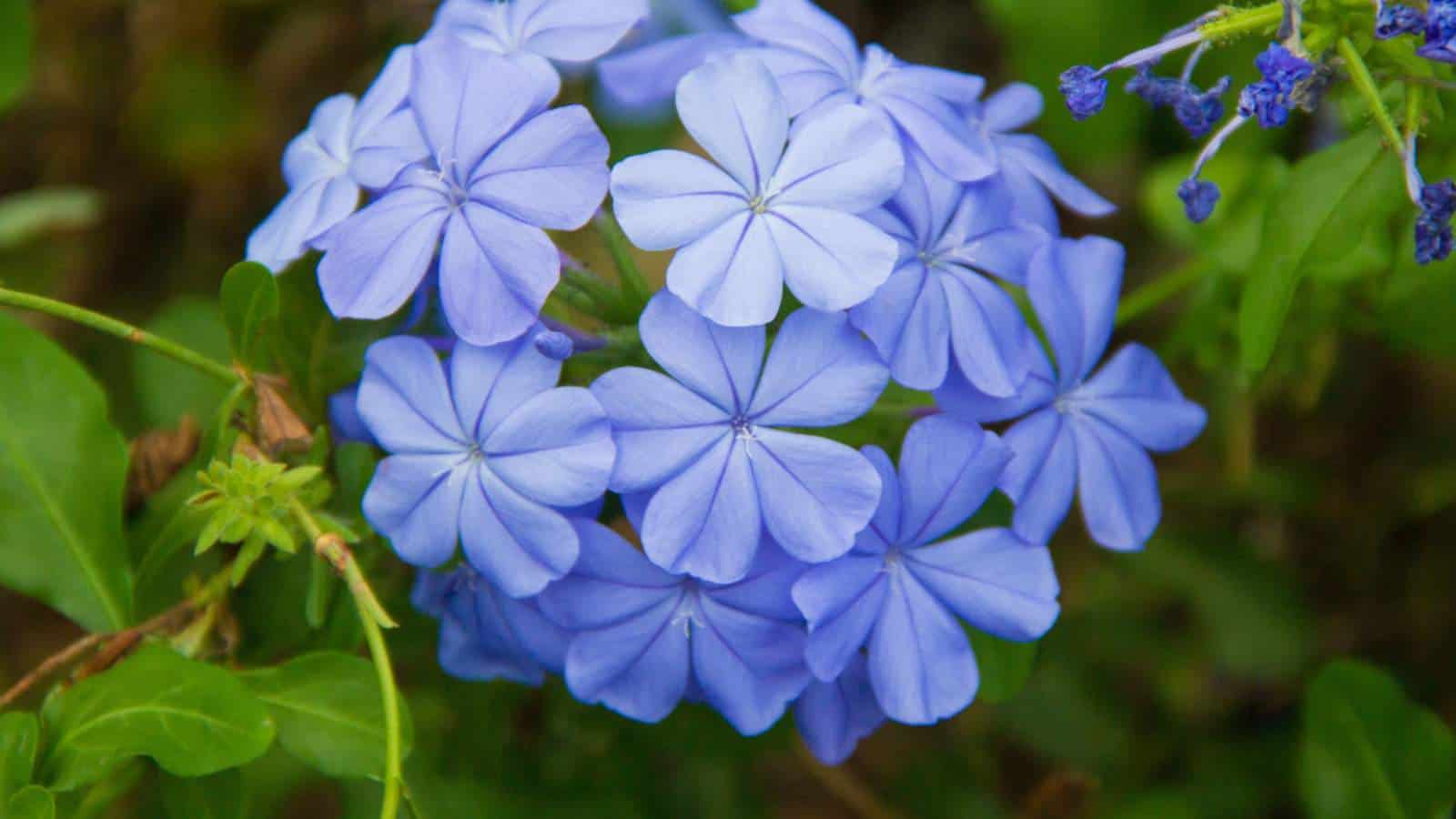 Blue Leadwort (Plumbago auriculata) close-up shot