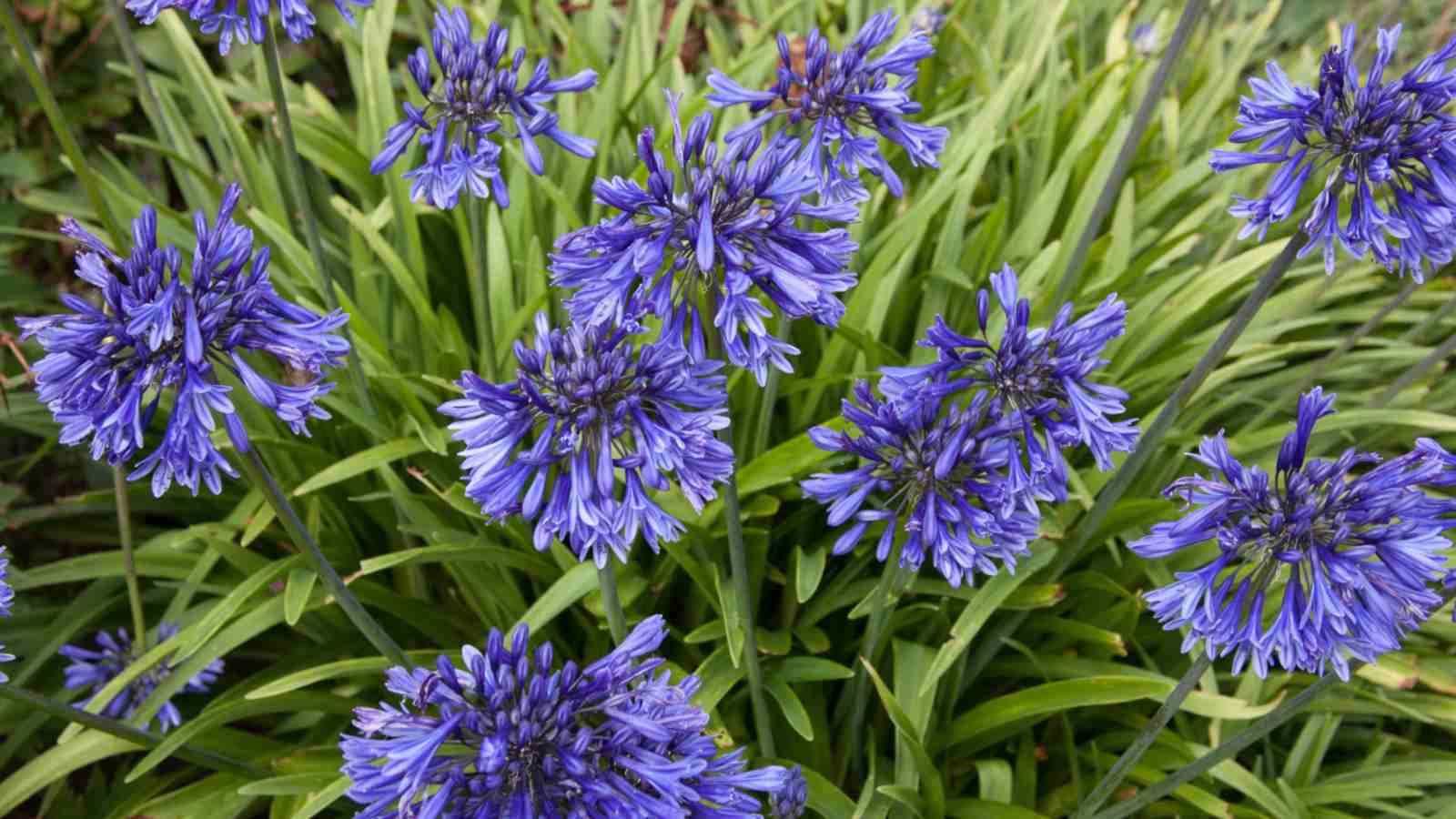 Blue Lily (Agapanthus orientalis) with green leaves in the garden
