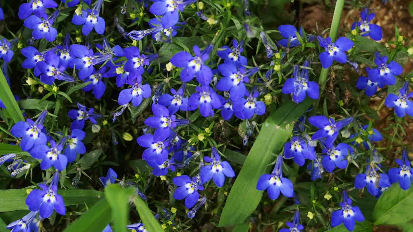 Blue Lobelia (Lobelia siphilitica) flowers with white center in the field