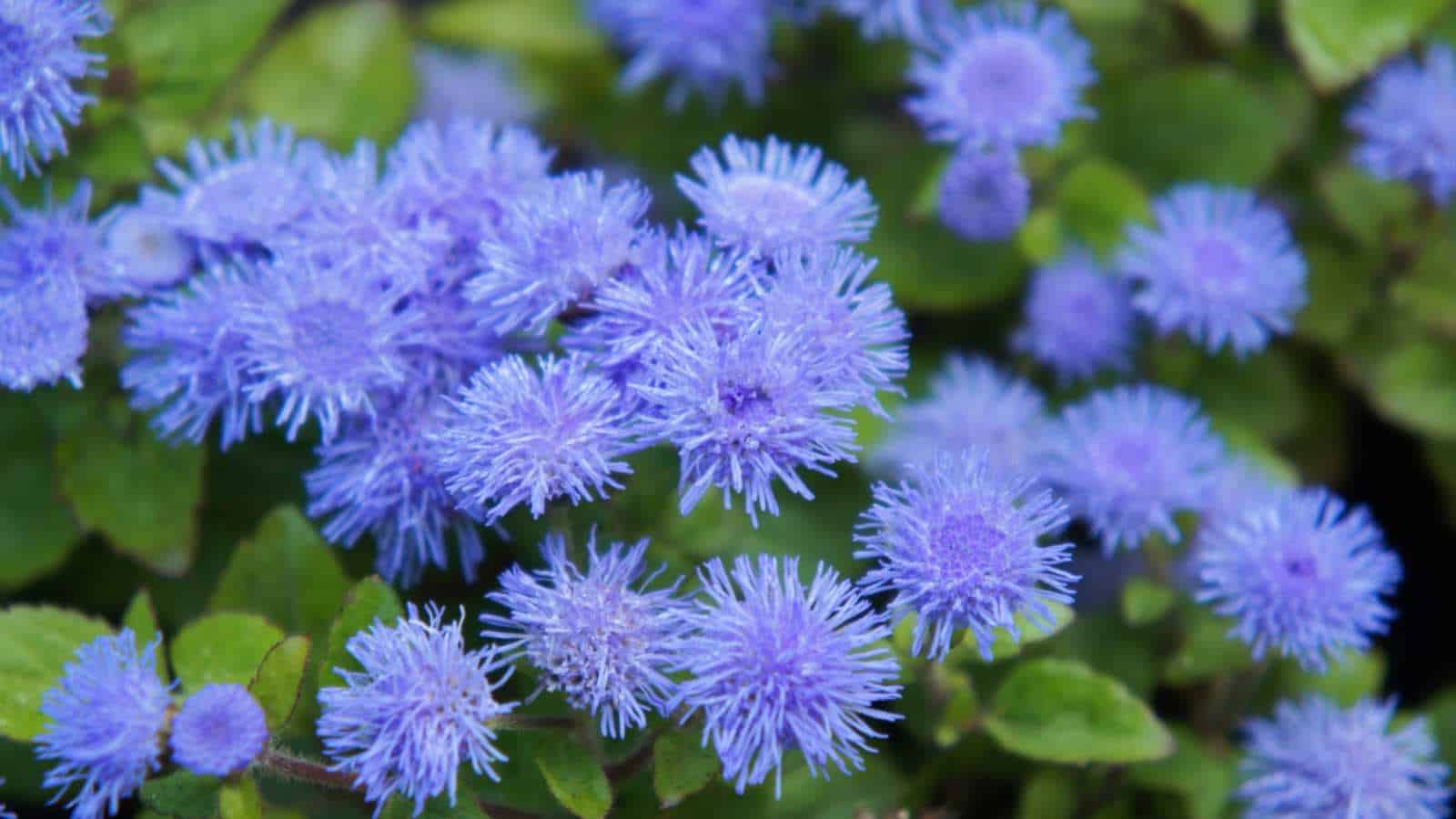 Blue Mink (Ageratum houstonianum) blooming flowers in the garden