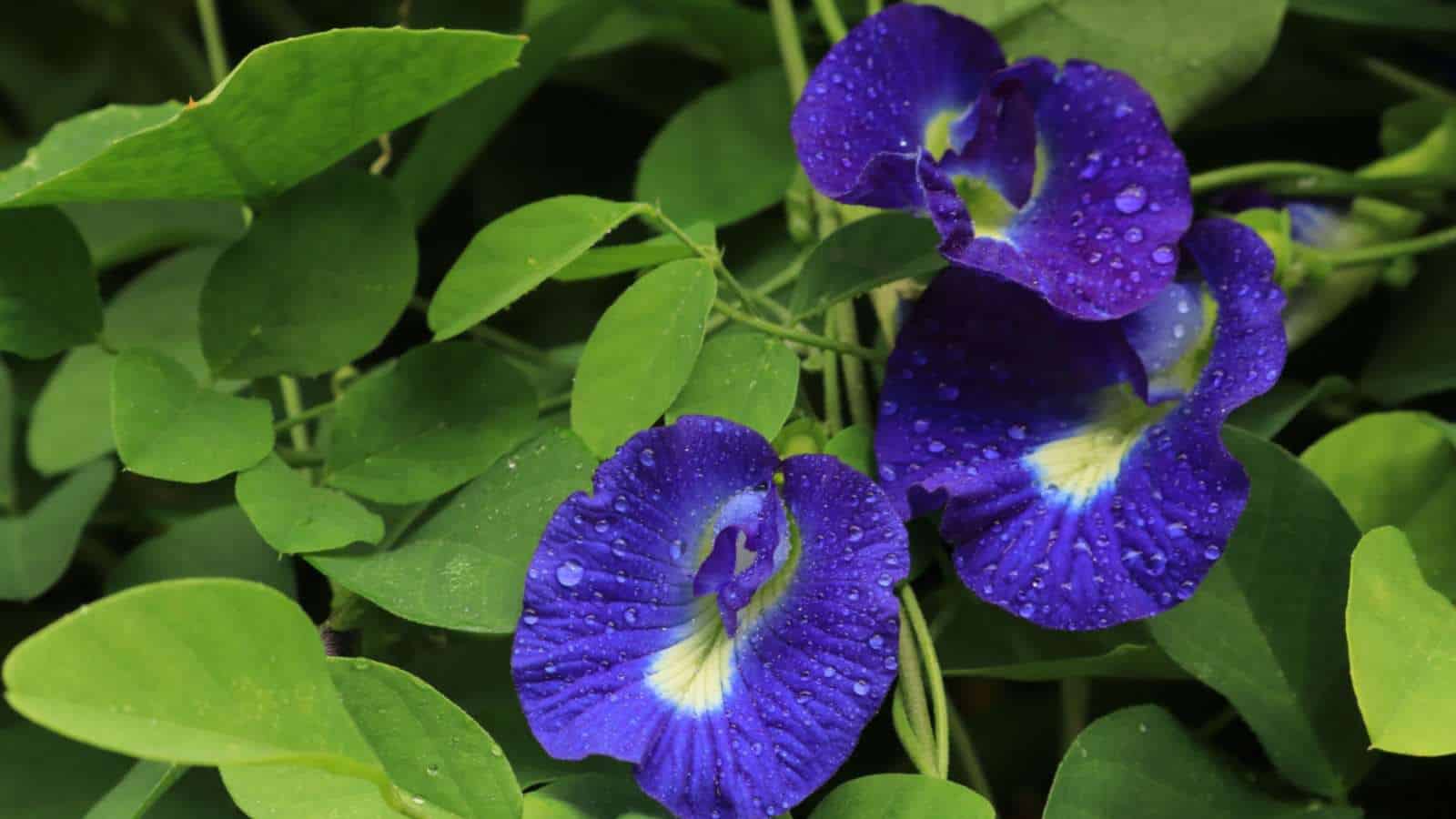 Blue Pea Vine (Clitoria ternatea) with blooming flowers that has waterdrops and green leaves