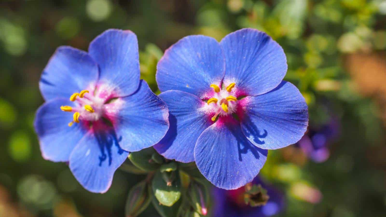 Blooming flowers of Blue Pimpernel (Anagallis monelli) under the sun