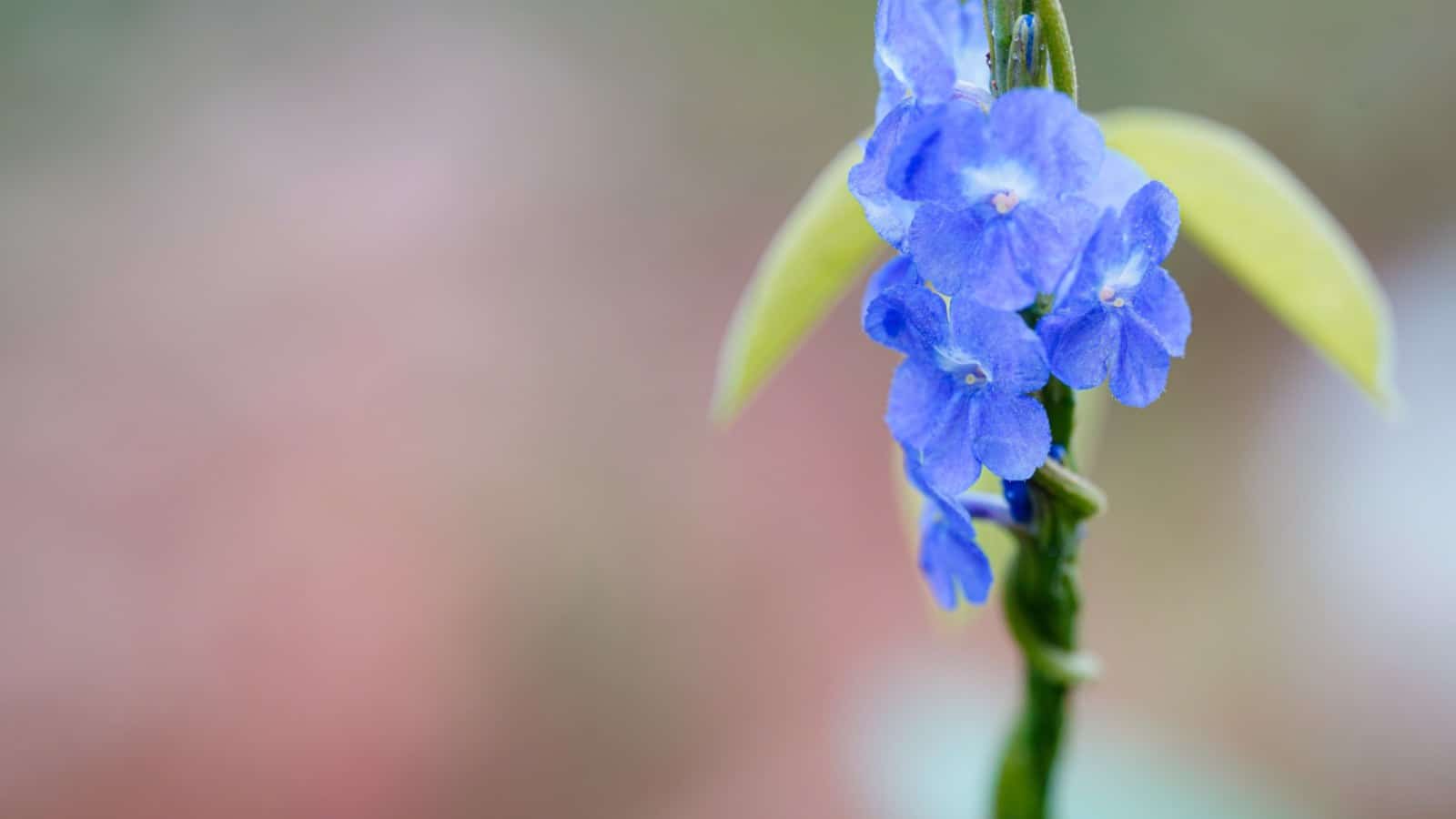 Selective focus of Blue Porterweed (Stachytarpheta jamaicensis) with blue flowers