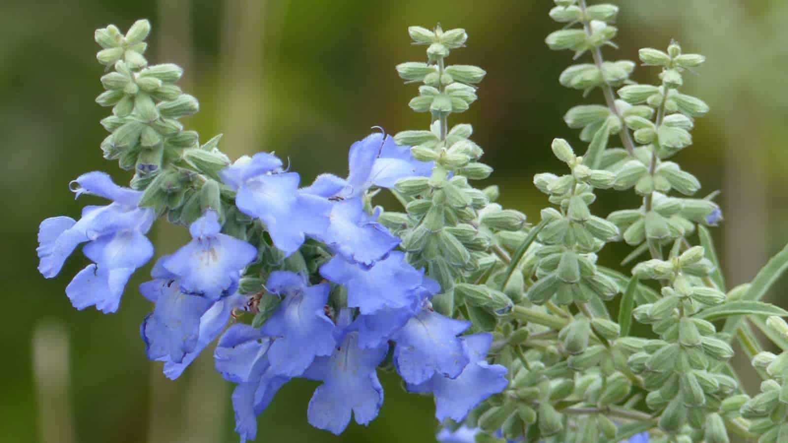 Blue Sage (Salvia azurea) flowers selective focus
