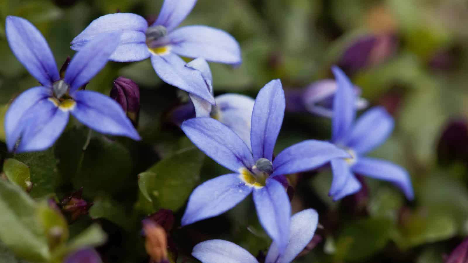 Macro shot of Blue Star Creeper (Isotoma fluviatilis) flowers