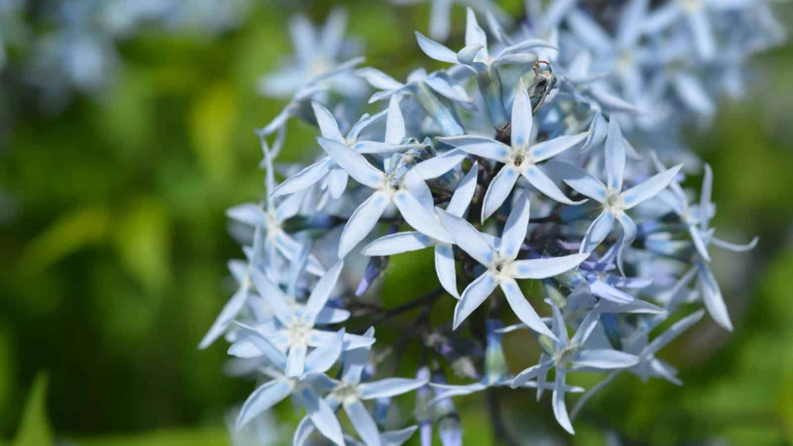 Blue Star Flower (Amsonia tabernaemontana) macro shot