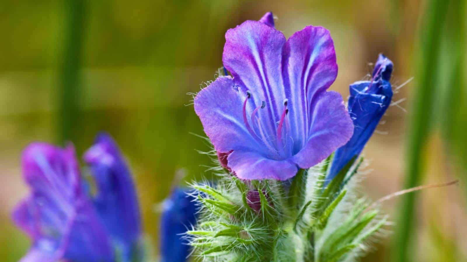 Macro of Blue Viper's Bugloss (Echium vulgare)