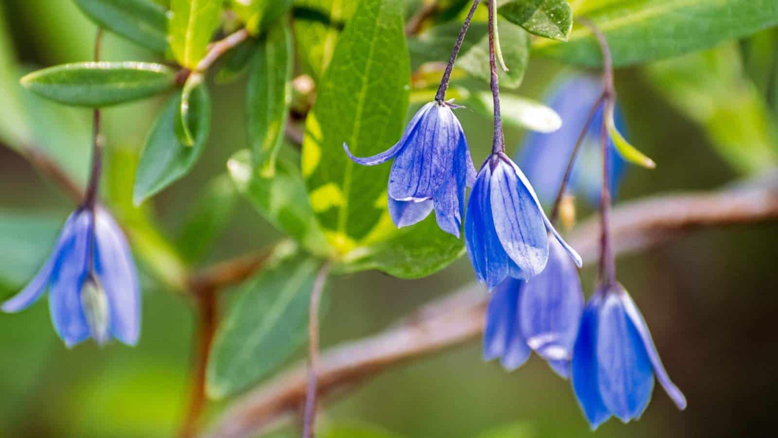 Bluebell Vine (Sollya heterophylla) flowers with green leaves