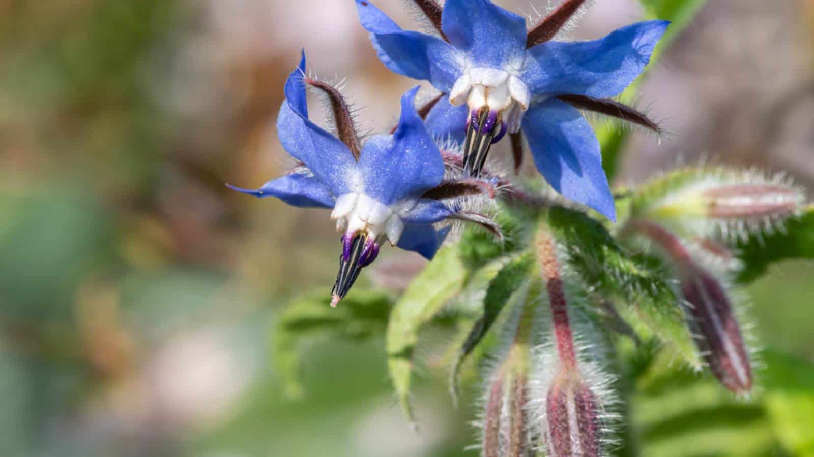 Closeup shot of blue Borage (Borago officinalis) flowers