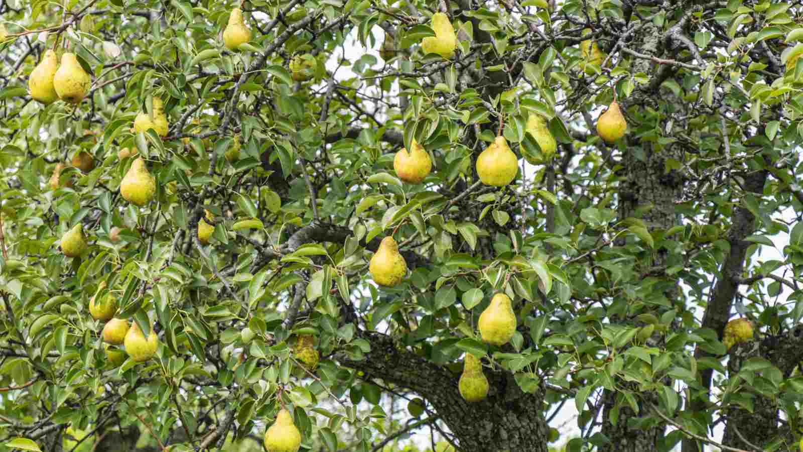 Bosc pear tree with ripe fruits