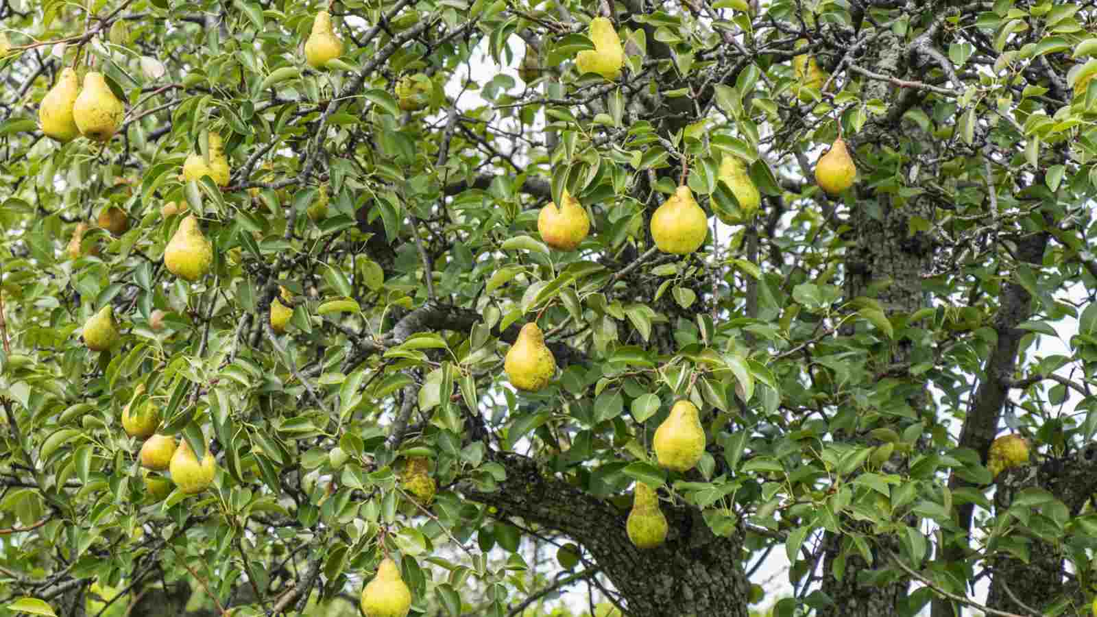 Grow Organic | Bosc Pear Tree