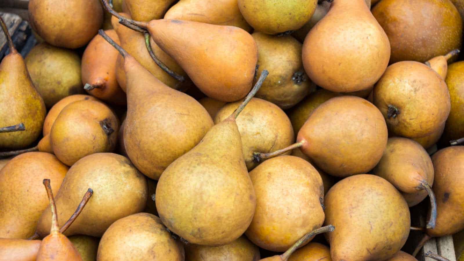 Ripe bosc pears