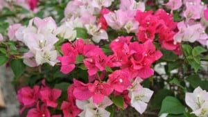 Blooming colorful bougainvillea flowers