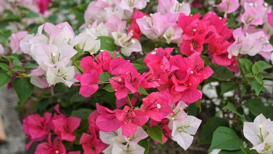 Blooming colorful bougainvillea flowers