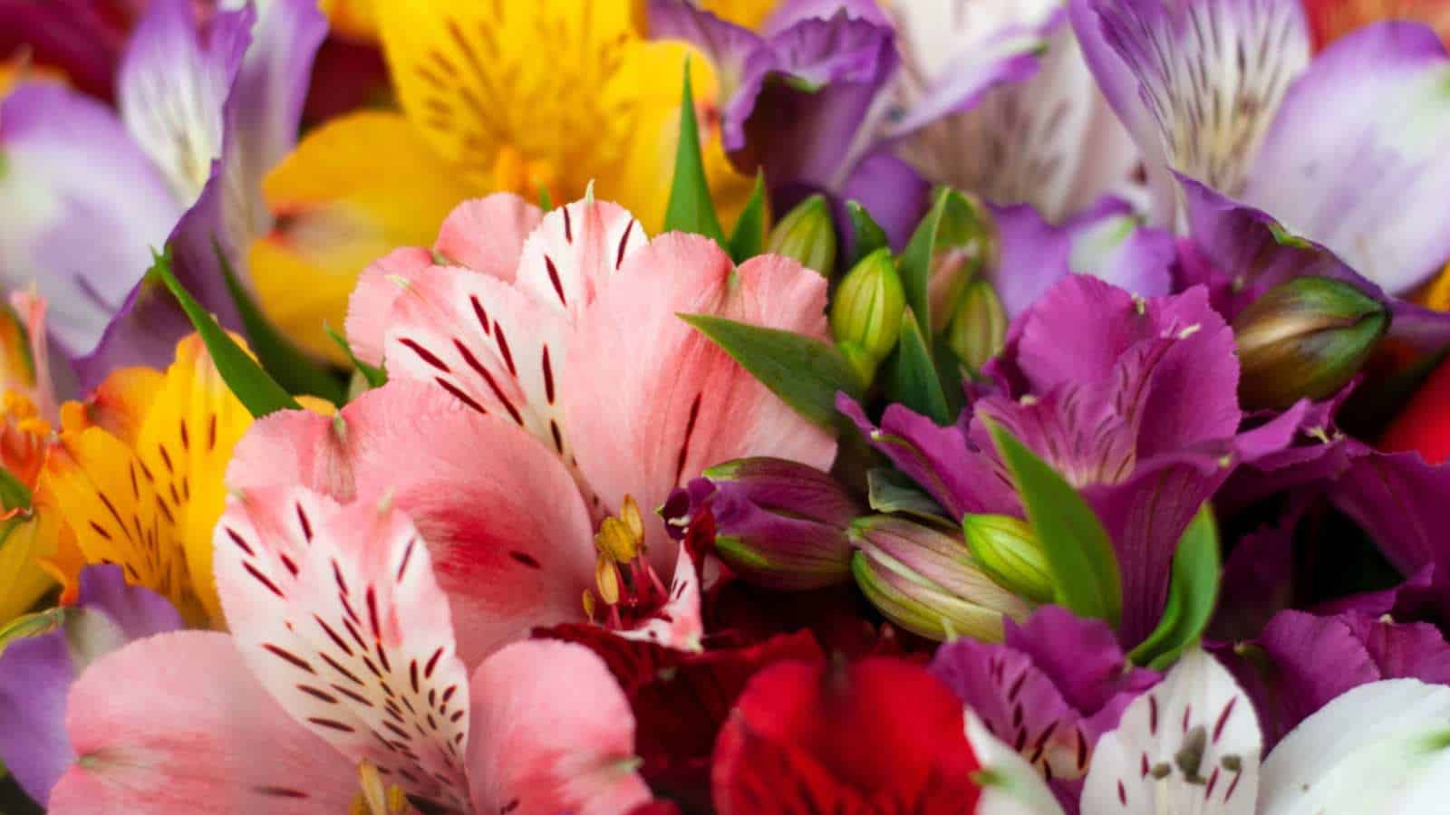 Alstroemeria flowers in shades of yellow, purple, pink, red, and white