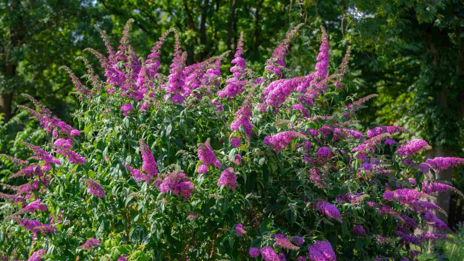 Pink flowers of Butterfly Bush (Buddleja spp.)