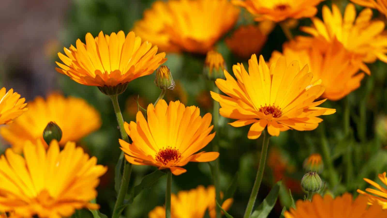 Garden with orange Calendula (Calendula officinalis) flowers