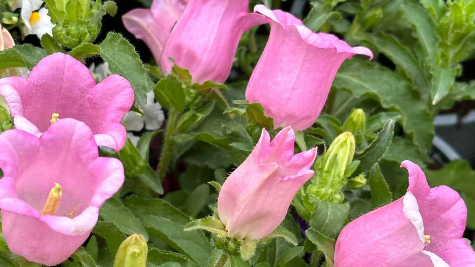 Closeup shot of pink Canterbury Bells (Campanula medium)