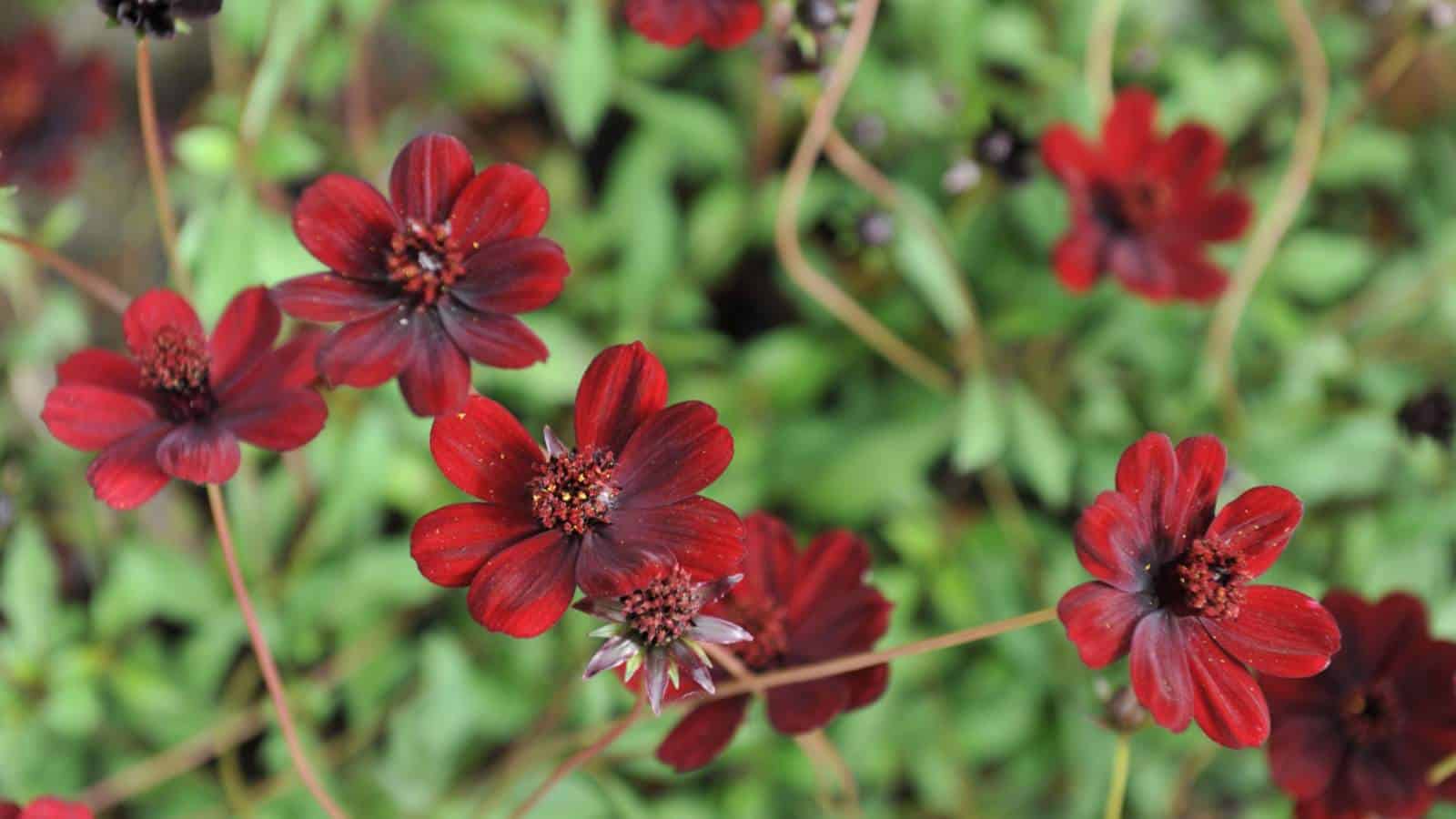 Deep maroon flowers of Chocolate Cosmos (Cosmos atrosanguineus)