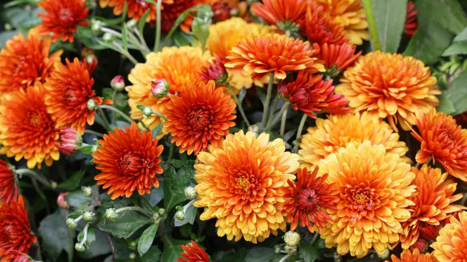 Red orange Chrysanthemum (Chrysanthemum spp.) flowers blooming in the garden