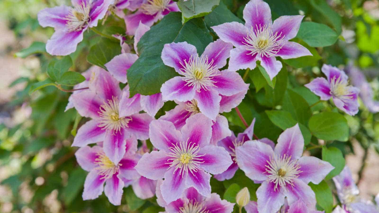 Pink Clematis flowers with green leaves