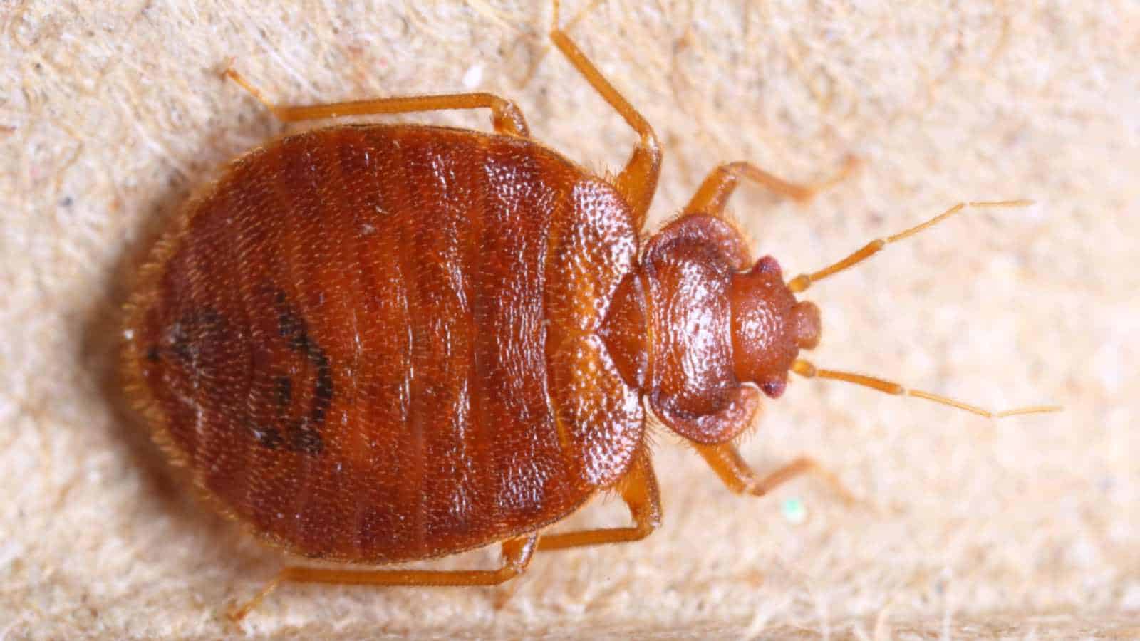 Adult bed bug on a corrugated recycled paper