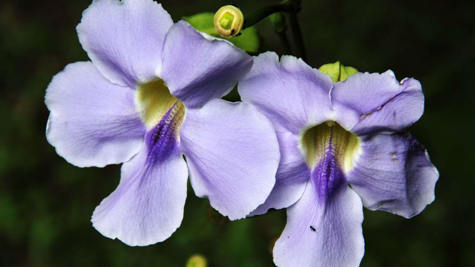 Blue Trumpet Vine (Thunbergia battiscombei) flowers