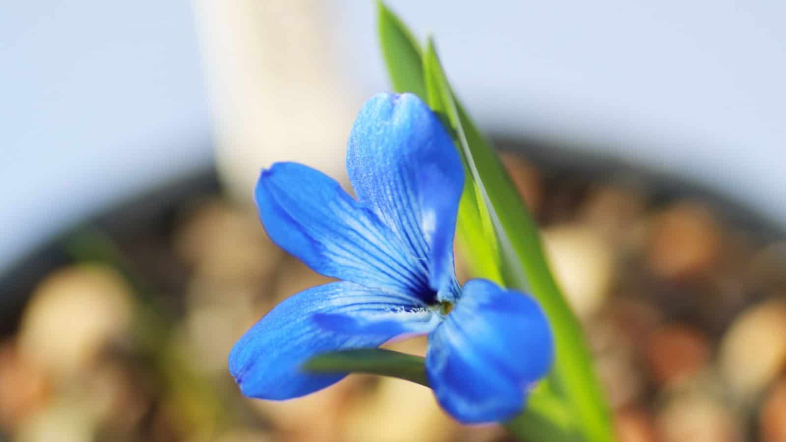 Blue Chilean Crocus (Tecophilaea cyanocrocus) flower closeup shot