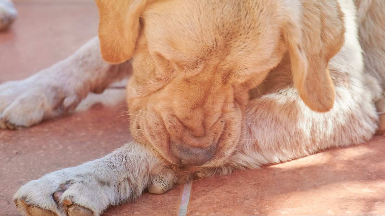 Dog biting his leg