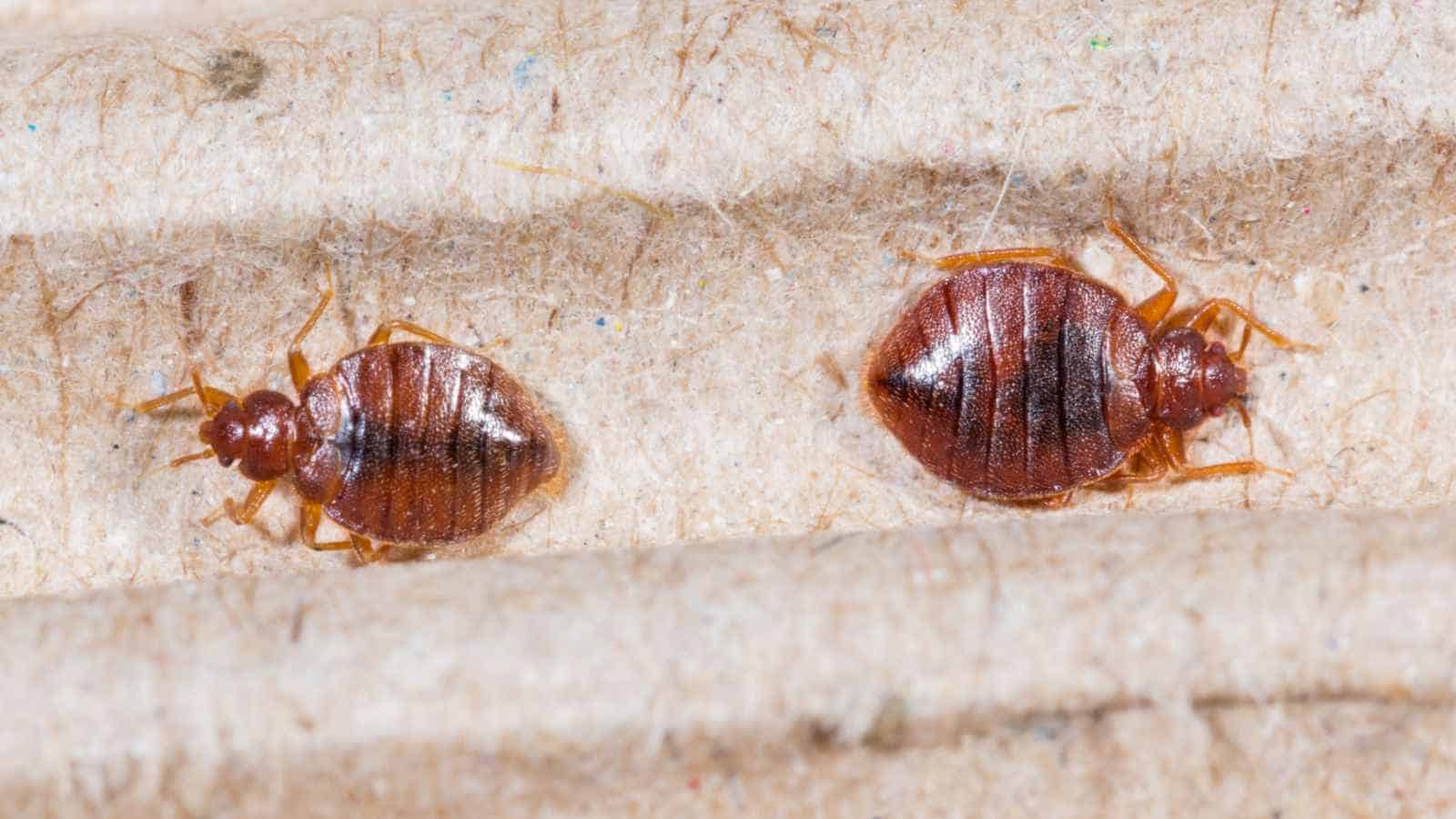 Two adult bed bugs