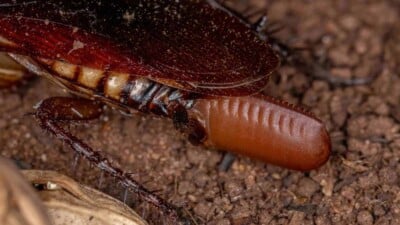 Australian cockroach laying egg