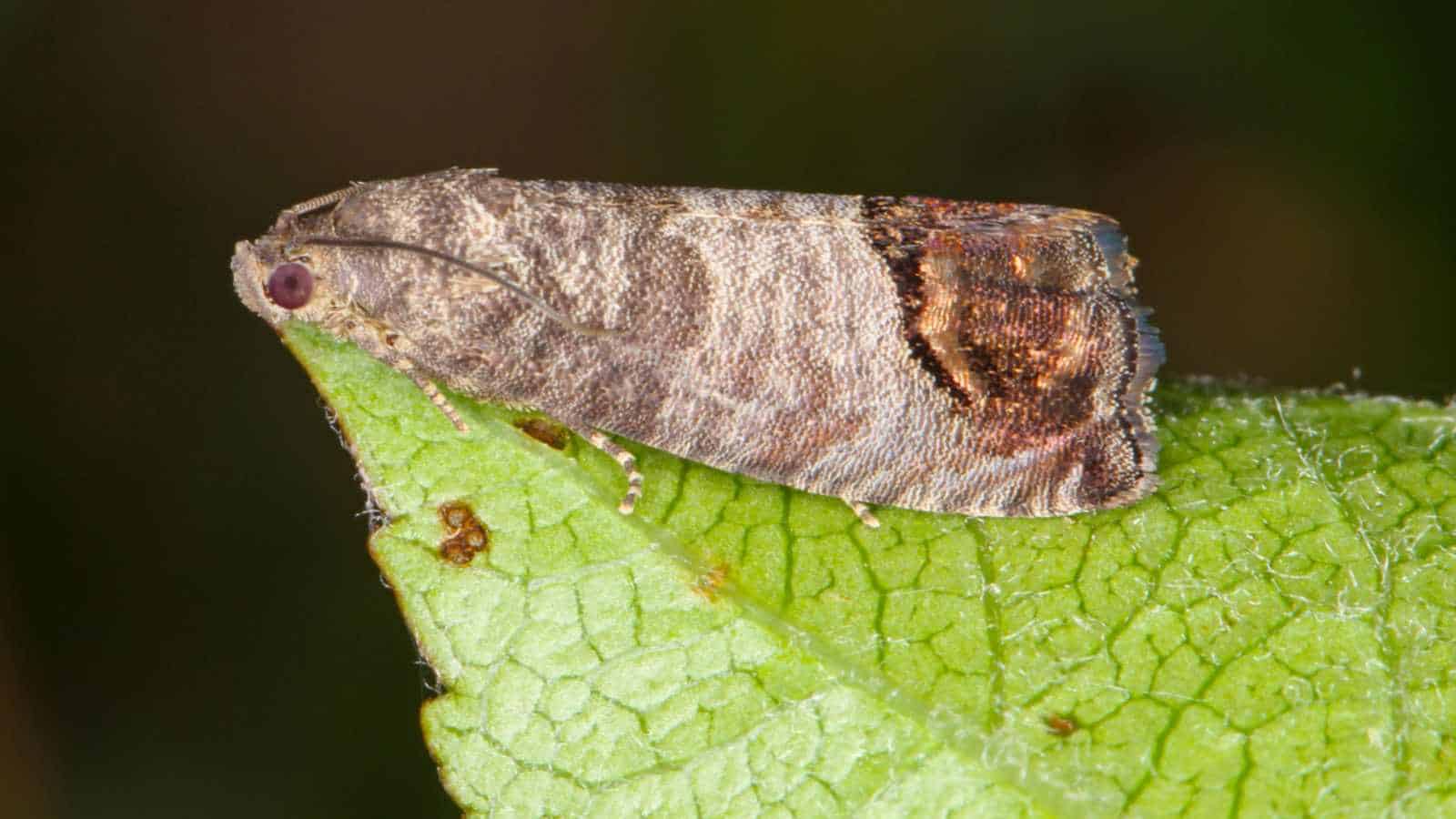 Selective focus of a codling moth on a leaf