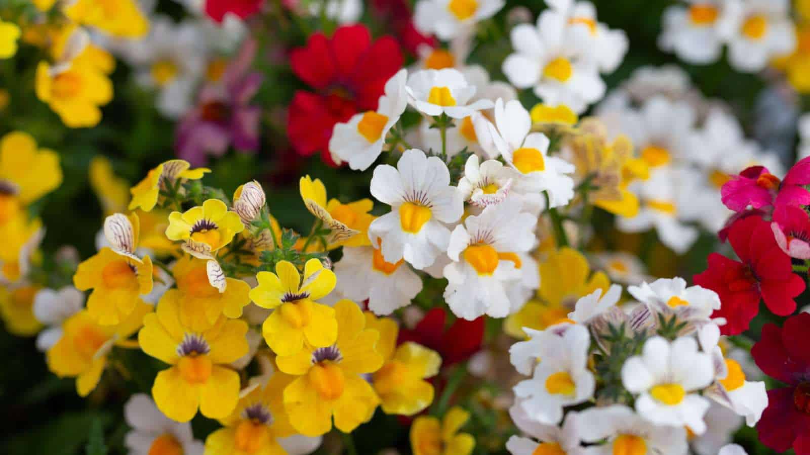 Nemesia flowers in white, yellow, and red colors