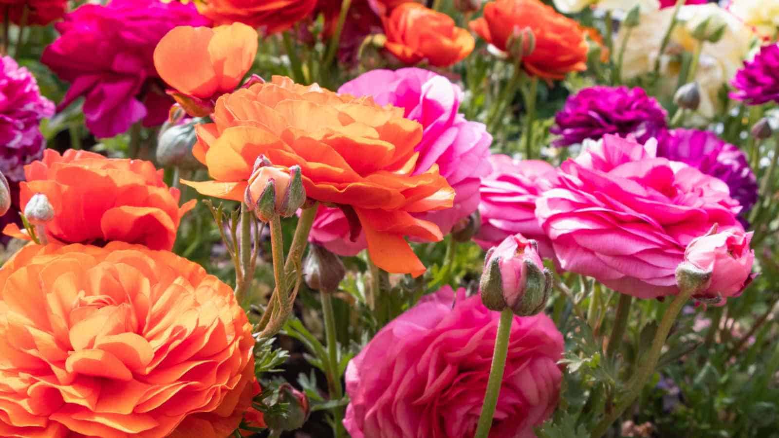 Field of Ranunculus flowers in shades of pink, orange, white, magenta, and yellow