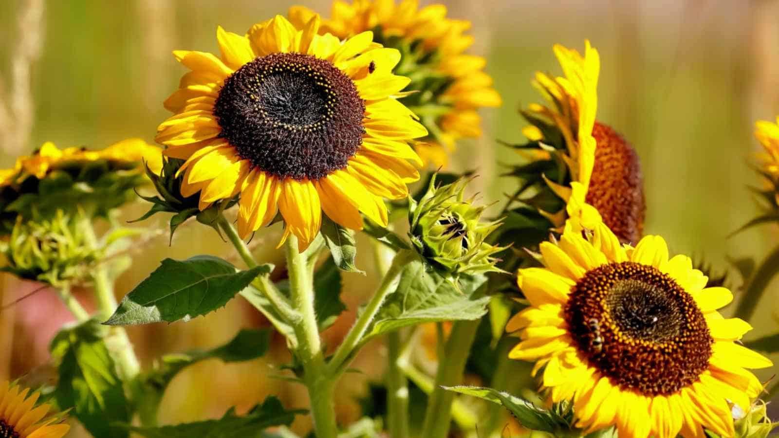 Selective focus of Common Sunflowers (Helianthus annuus) blooming in the garden