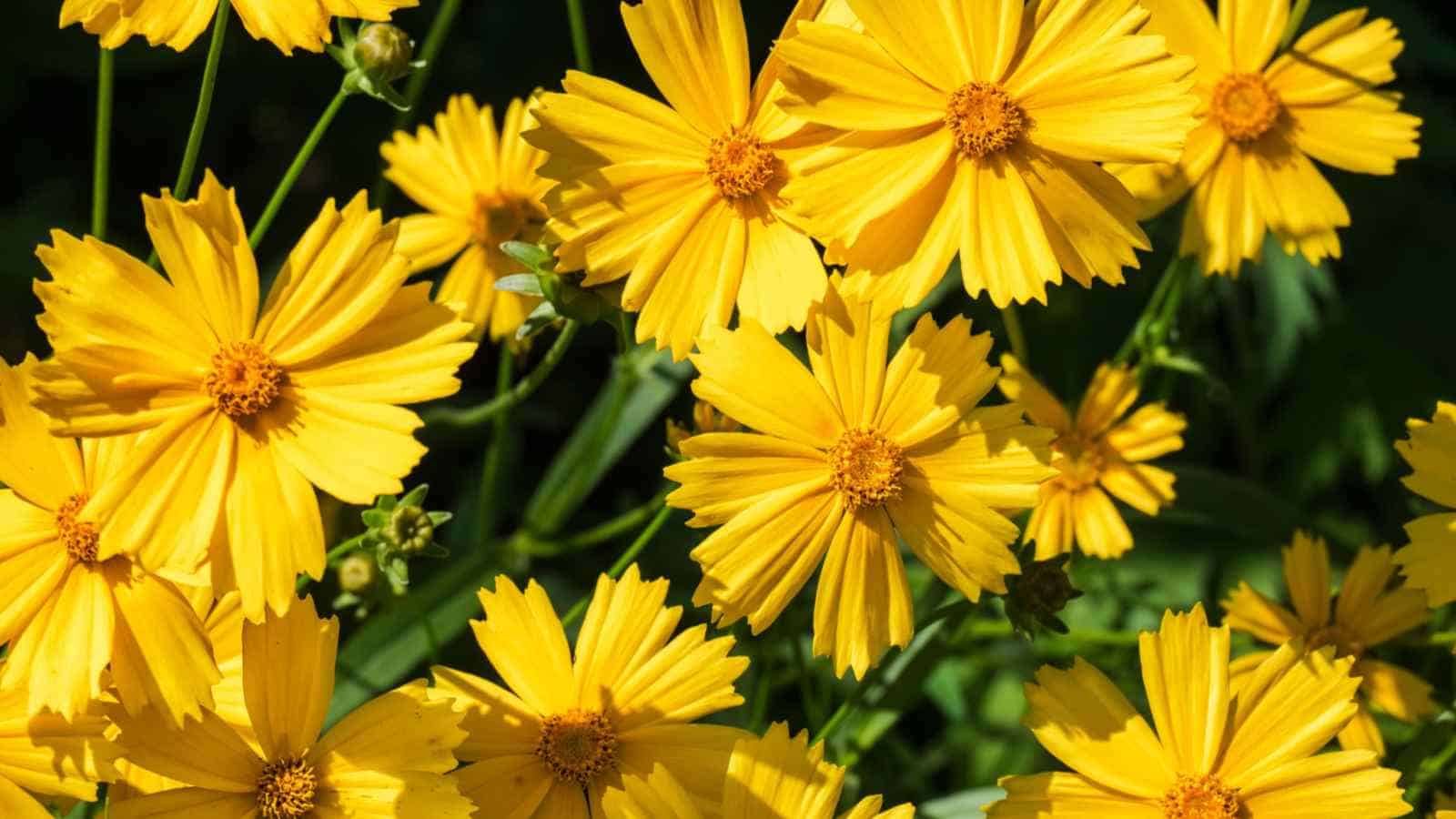 Blooming yellow flowers of Coreopsis