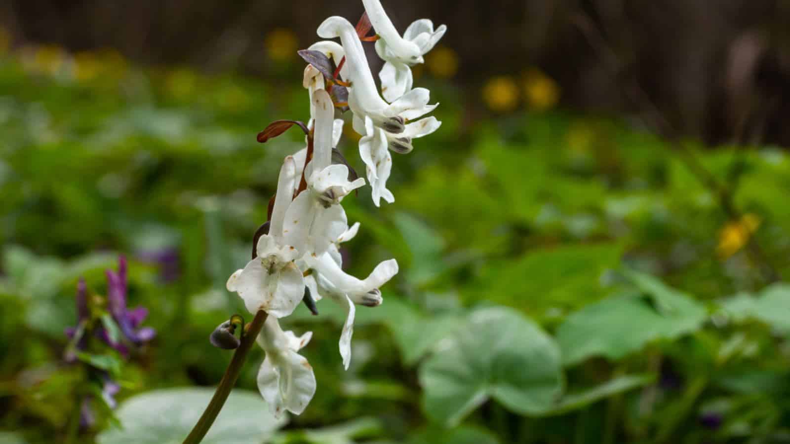Selective focus of white Corydalis flowers