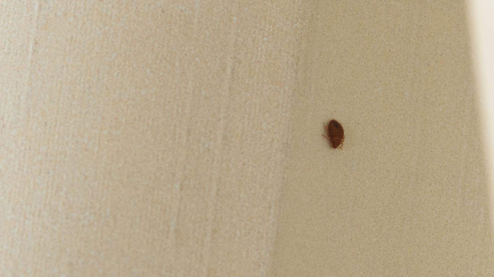 Bed bug on a beige curtain