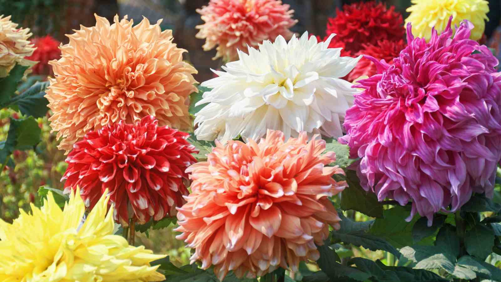Colorful Dahlia flowers