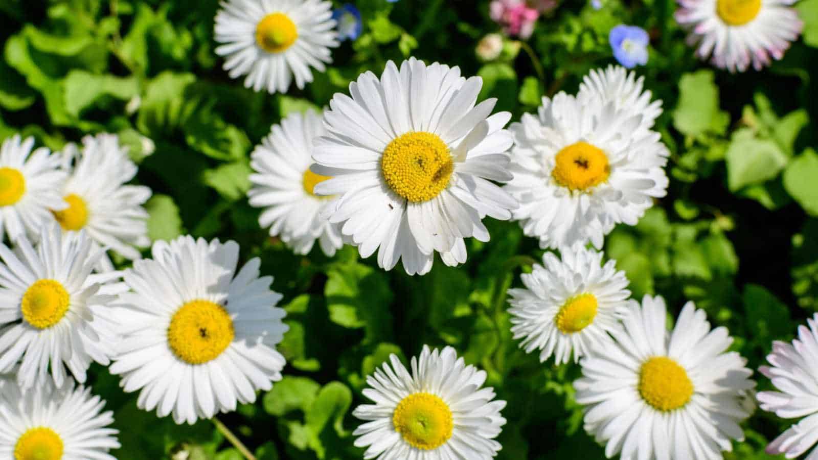 Daisy (Bellis perennis) flowers blooming in the garden