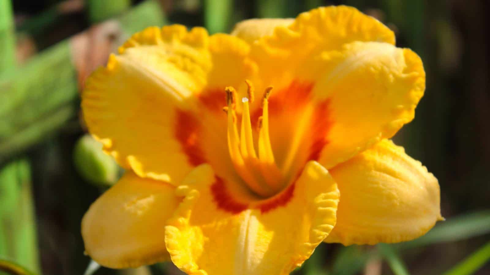 Orange Daylily (Hemerocallis spp.) flower