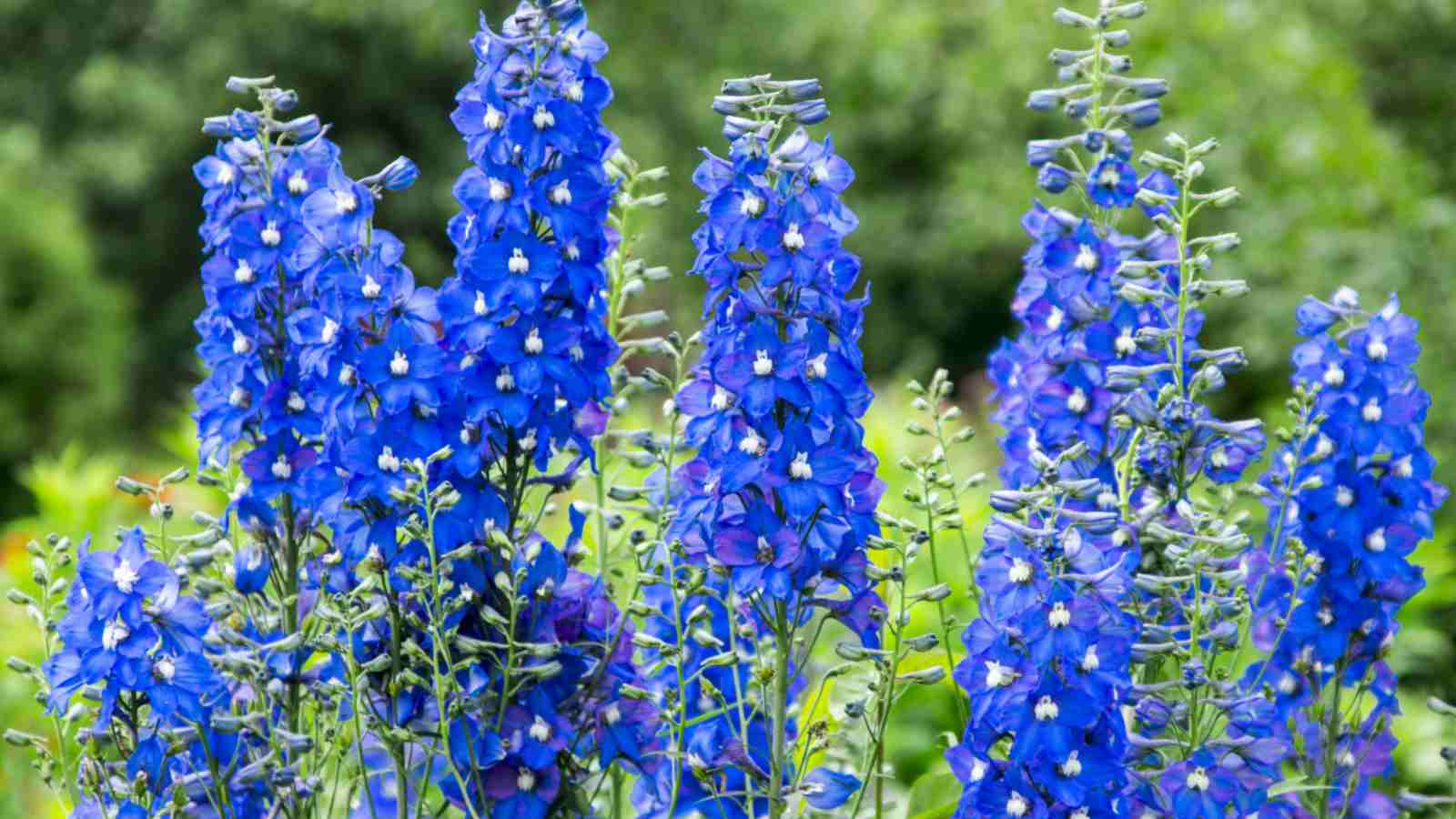 Blue Delphinium (Delphinium) selective focus on the field