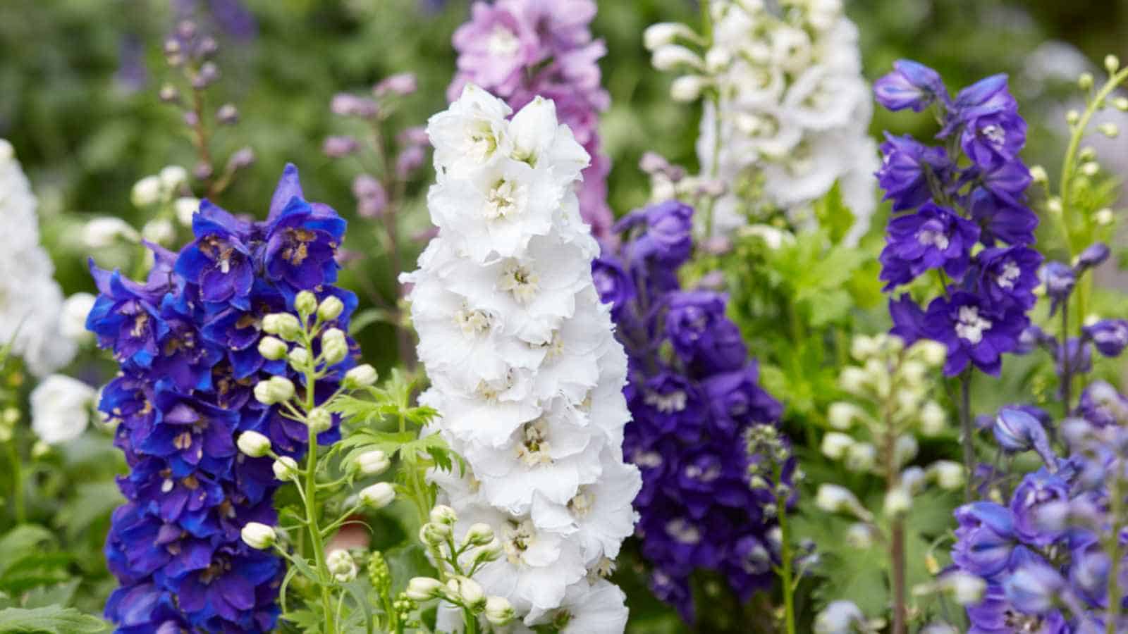 Delphinium flowers in shades of white, purple, and blue