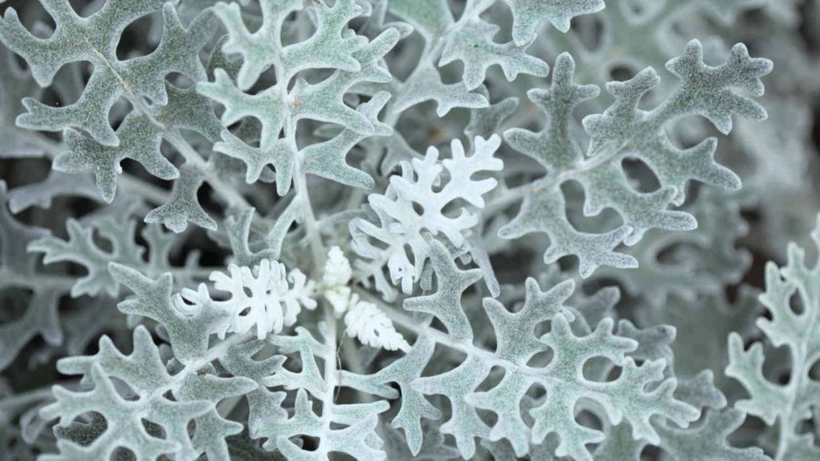 Macro on the silvery-white leaves of Dusty Miller (Jacobaea maritima)