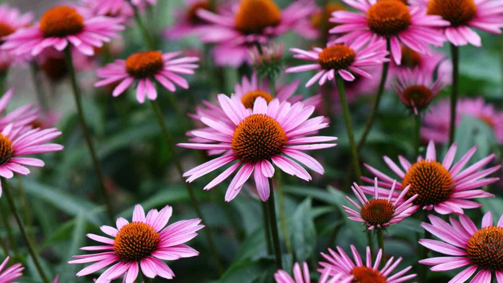 Blooming purple coneflowers or Echinacea (Echinacea purpurea)