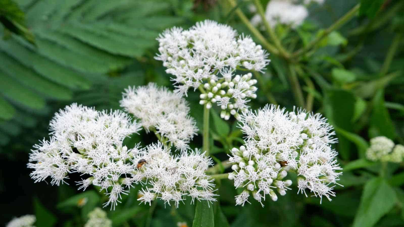 Blooming white Eupatorium flowers