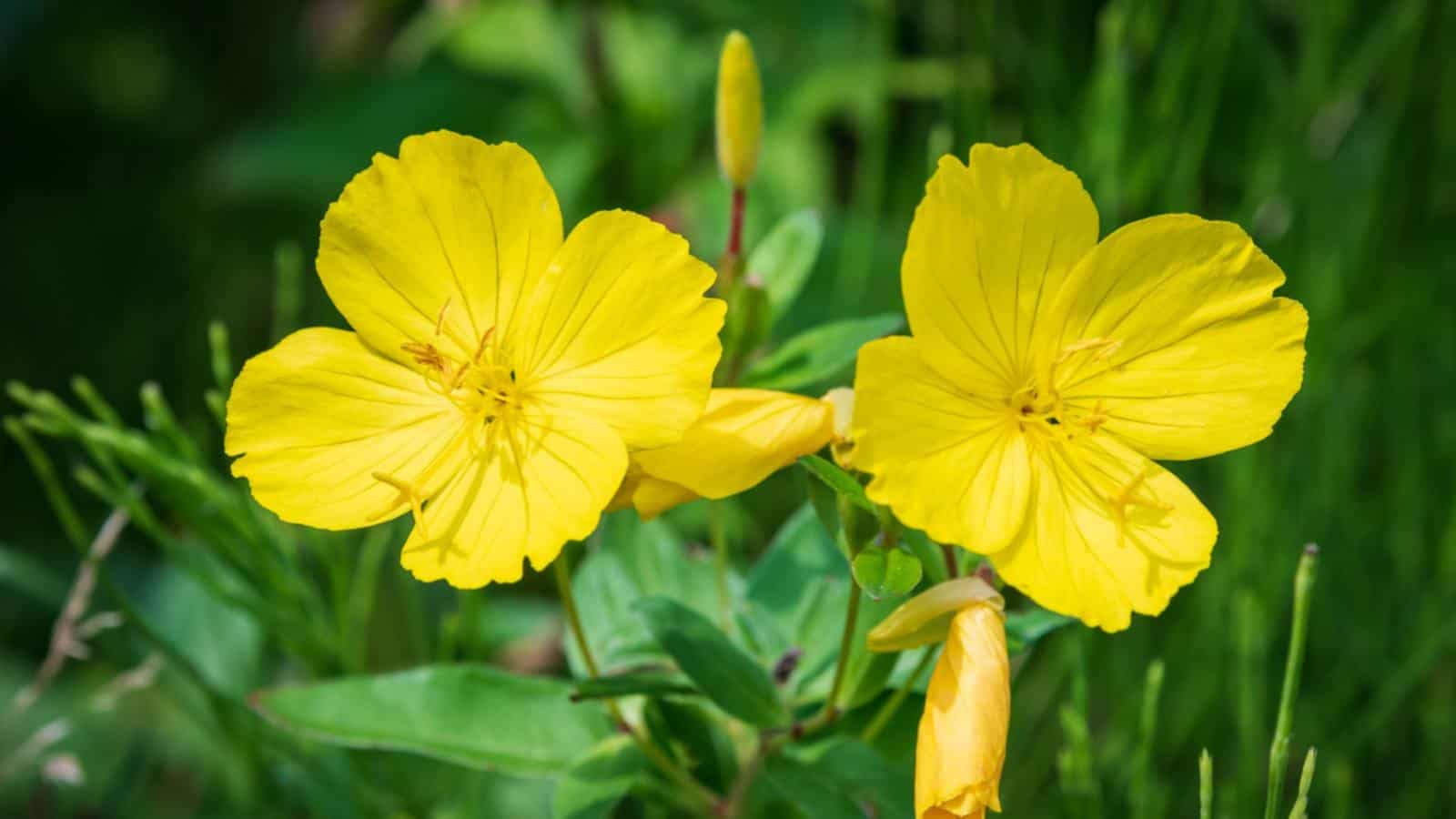 Yellow flowers of Evening Primrose (Oenothera biennis)