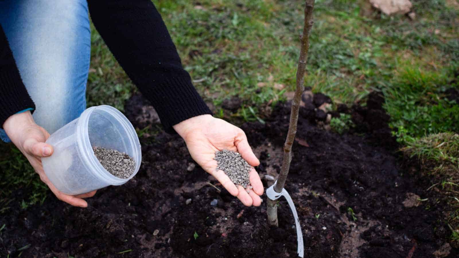 Gardener adding fertilizer on a growing pear tree
