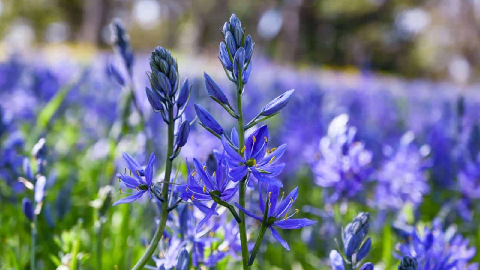 Blue Camass (Camassia quamash) with flowers in field