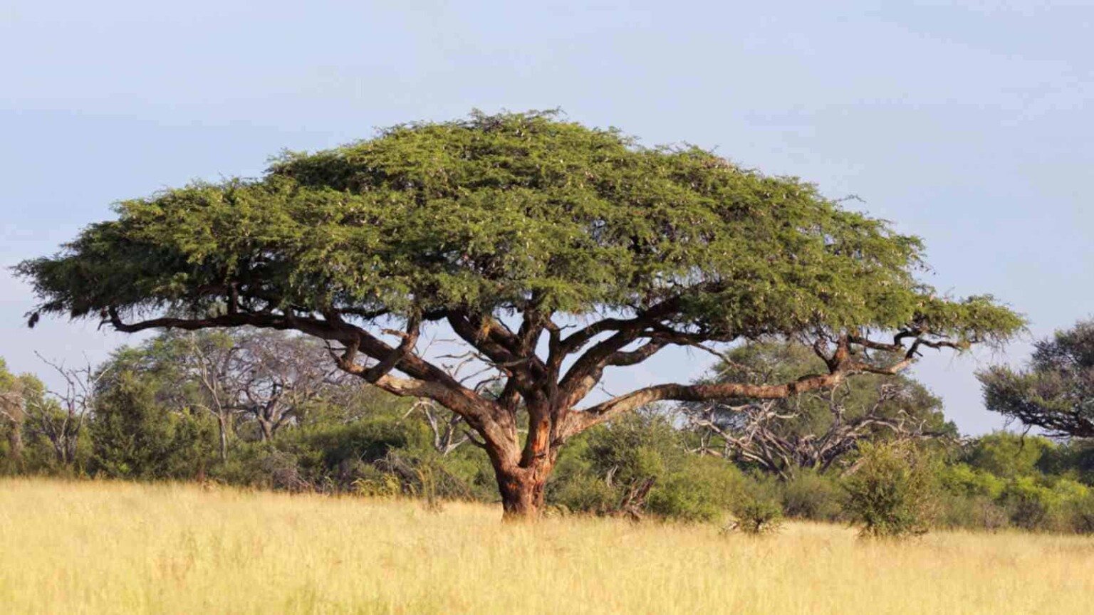 Acacia Tree Description Types And Care Tips Full Guide 